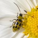 Diabrotica undecimpunctata (Spotted Cucumber Beetle).jpg
